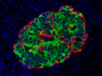 A fluorescent microscope image of insulin producing beta cells in green and the glucagon producing alpha cells in red. (Photo courtesy of Dr. Faoud Kandeel.)