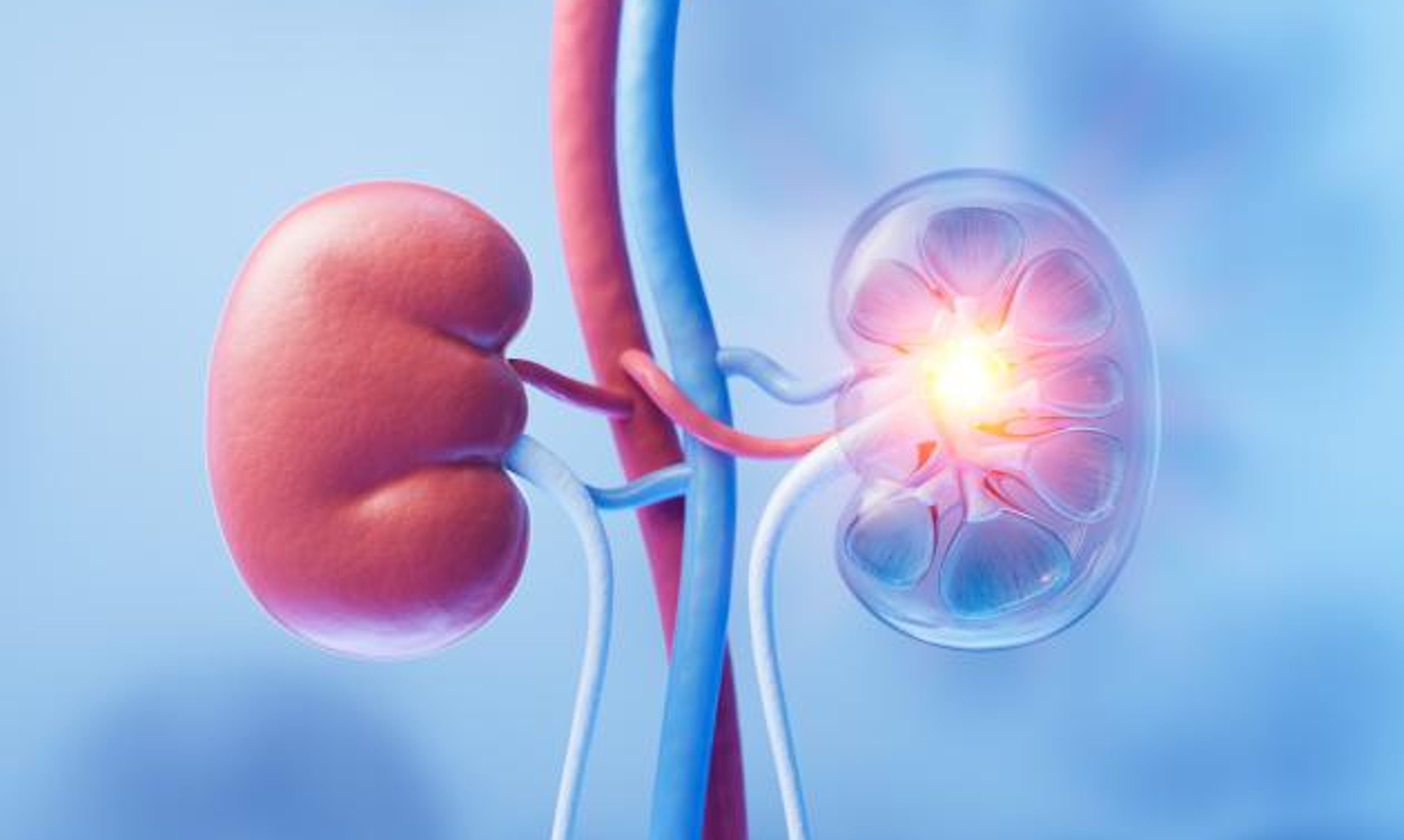 image of kidneys