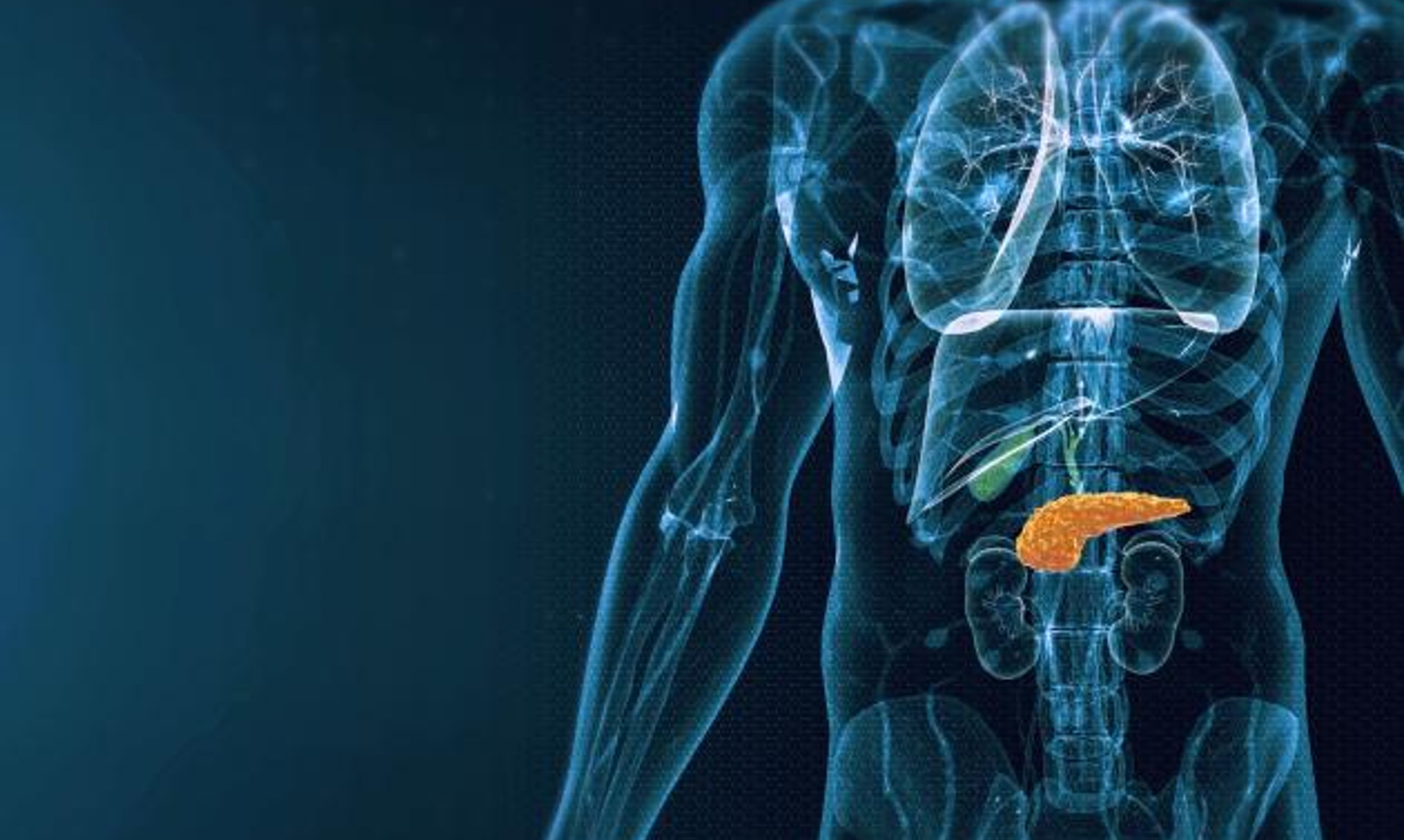 image of pancreas anatomy in human body
