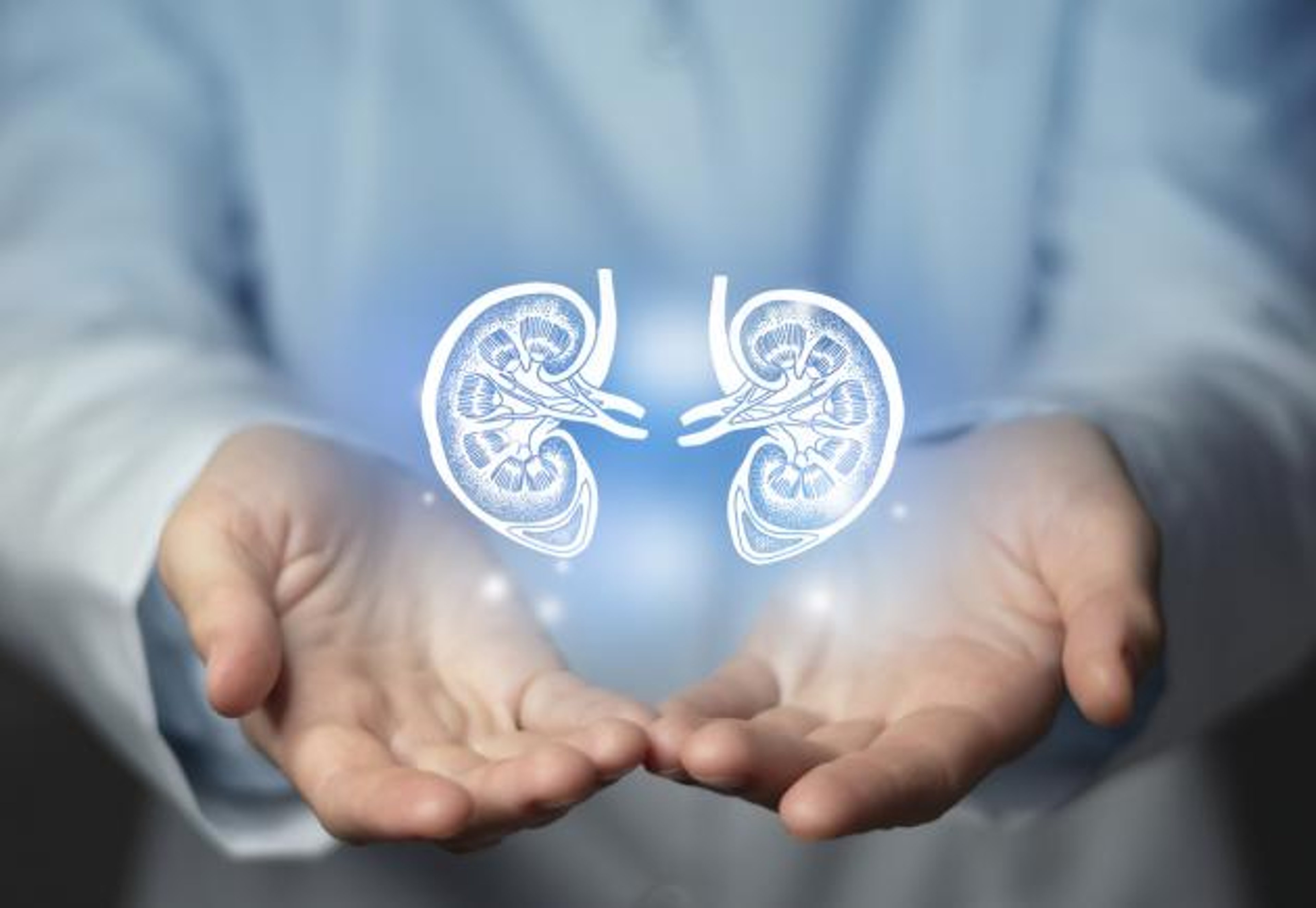Close-up of man's hands holding an illustration of a pair of kidneys