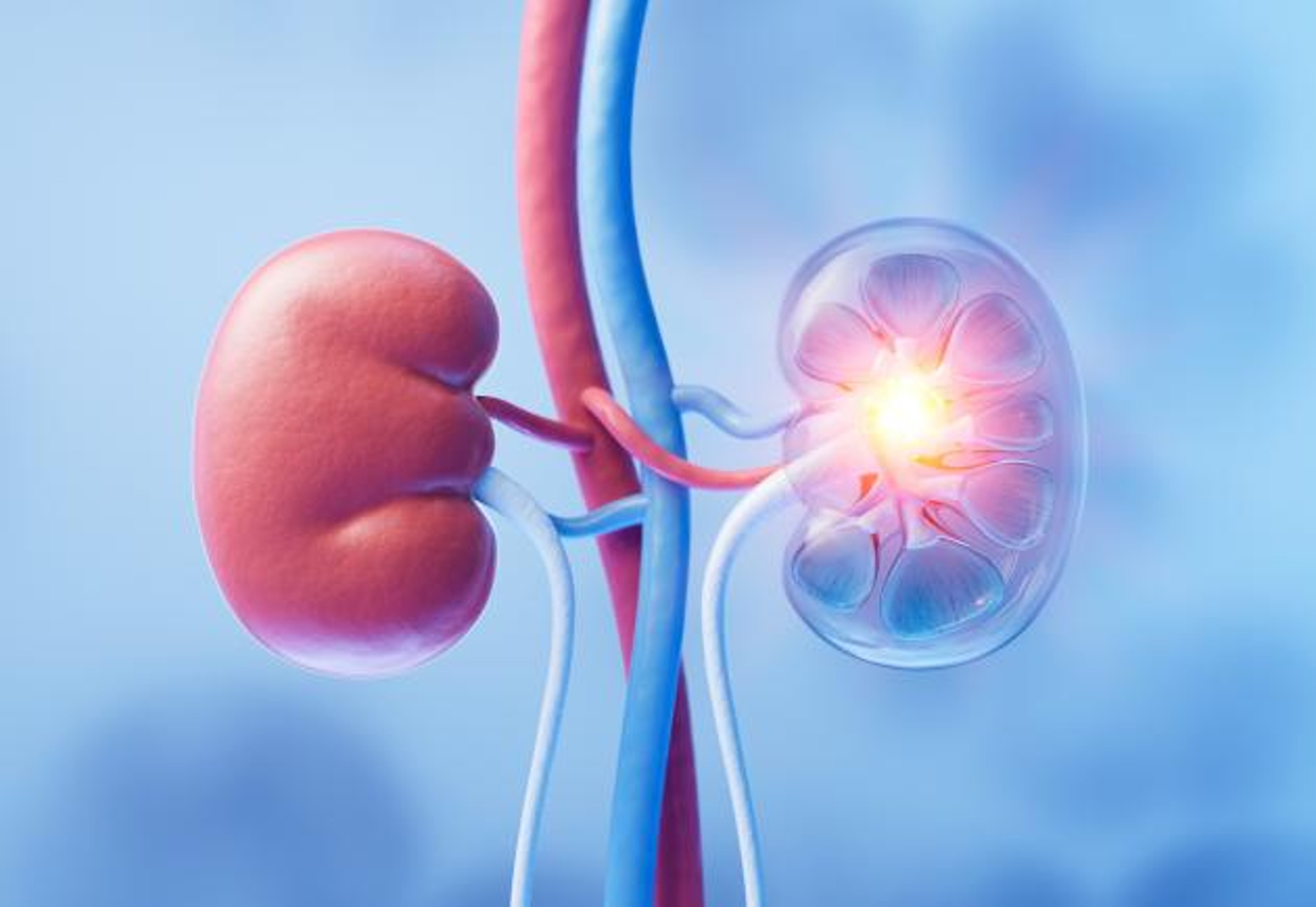 image of kidneys