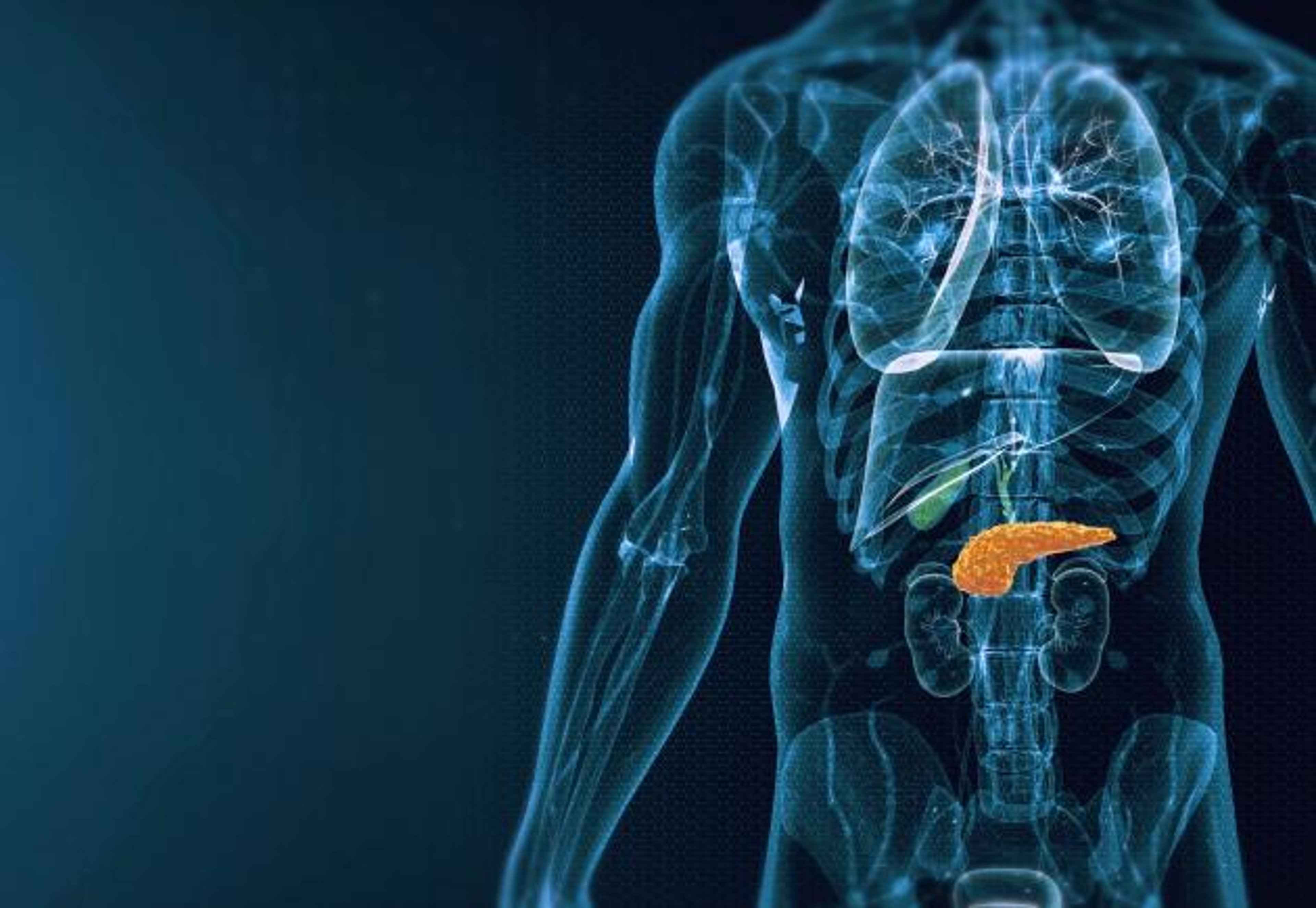image of pancreas anatomy in human body
