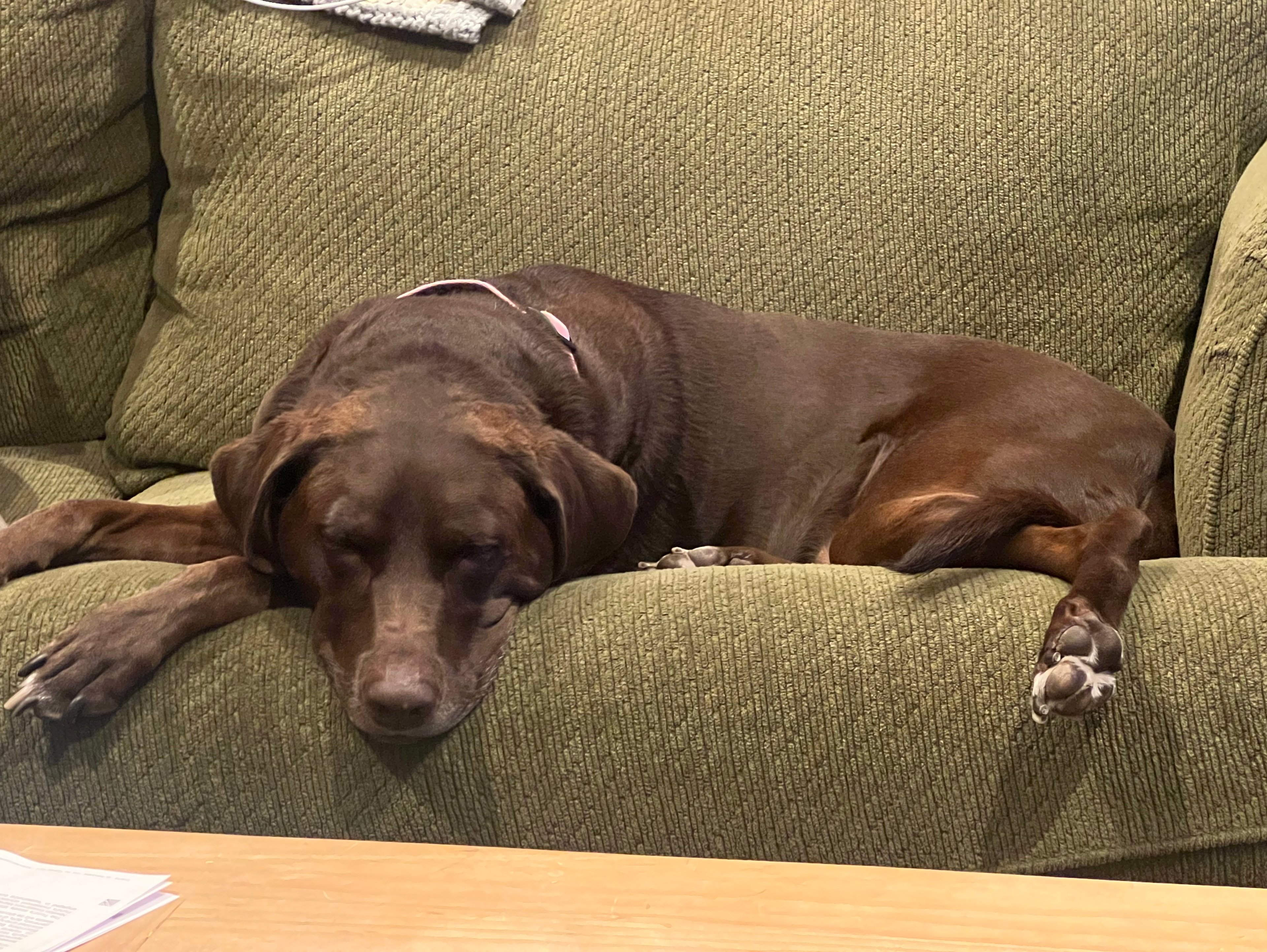 Katie's dog Jojo relaxing at home