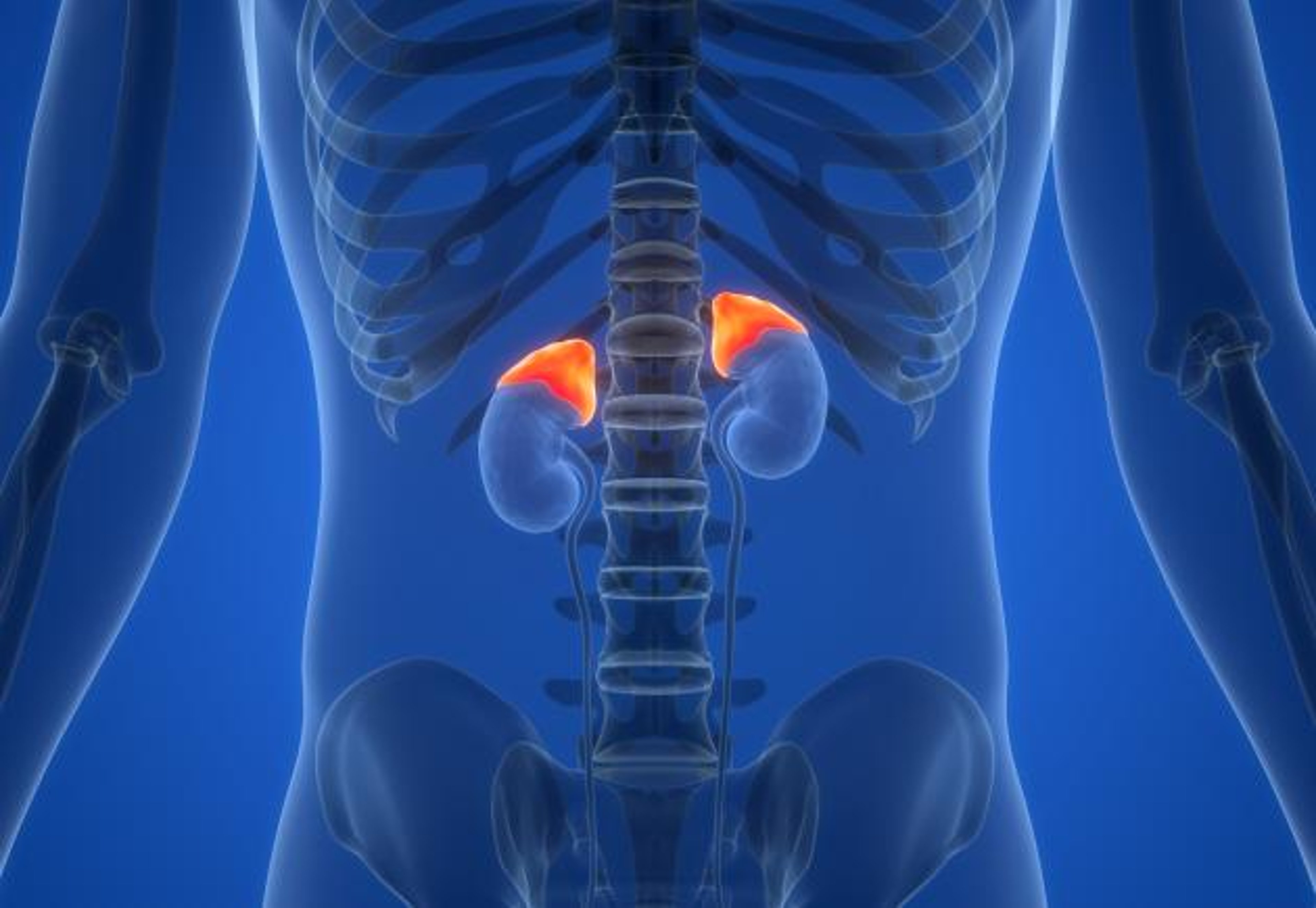 Adrenal glands