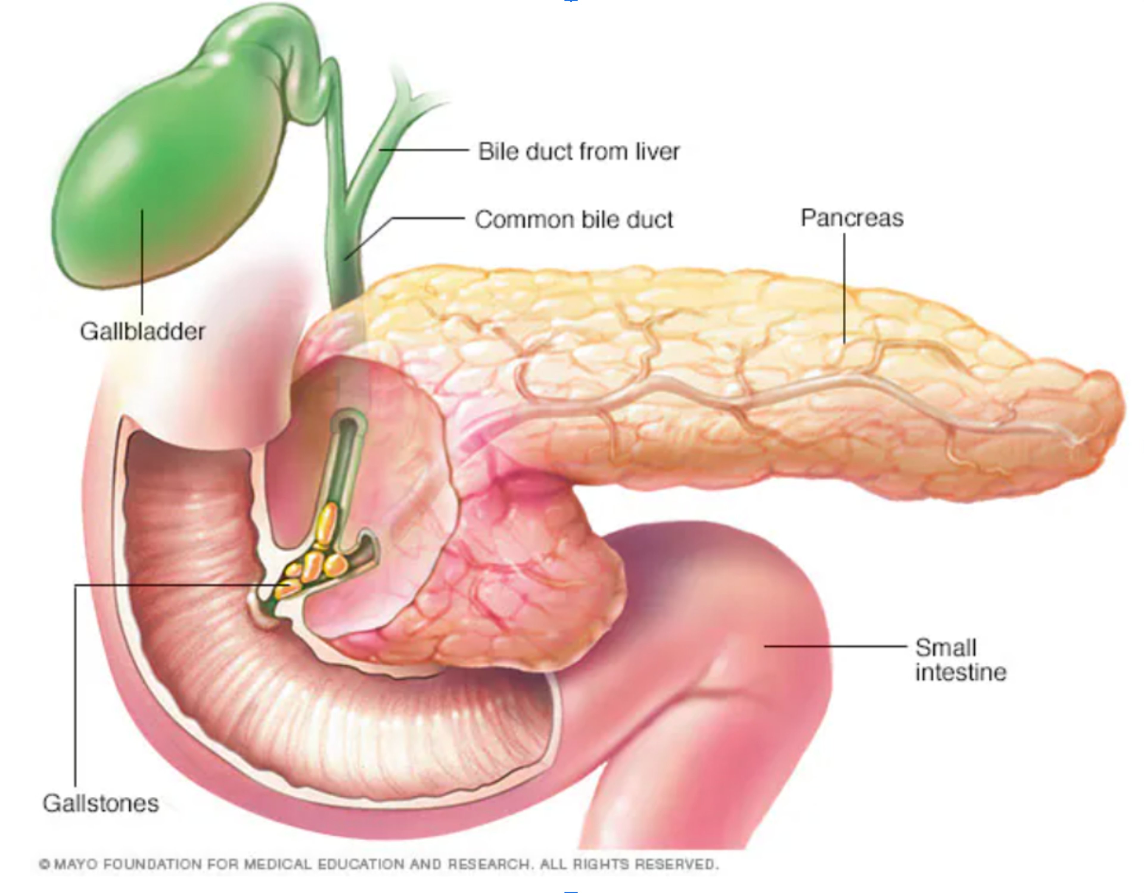 image of gallbladder and pancreas